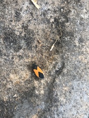 Melanopleurus bicolor