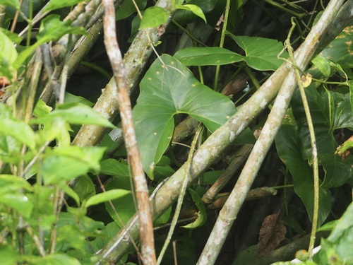 Image of Montrichardia arborescens by no rights reserved