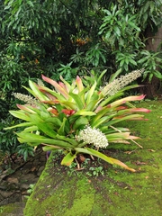 Aechmea mexicana