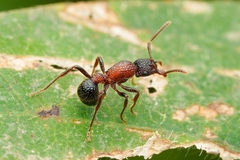 Stictoponera bicolor