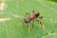 Stictoponera bicolor