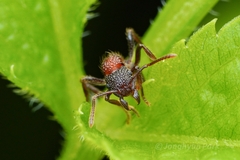 Stictoponera bicolor