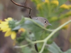 Leiothlypis ruficapilla