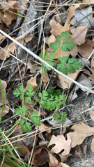 Chaerophyllum tainturieri