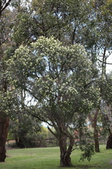 Callistemon