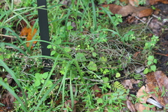 Scutellaria integrifolia