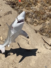 Carcharhinus limbatus