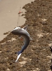 Carcharhinus limbatus