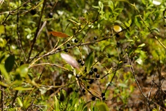 Ilex glabra