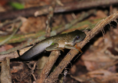 Agalychnis dacnicolor