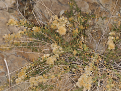 Brickellia microphylla