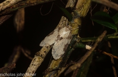 Schistophleps obducta