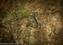 Heterochasta lasioplaca