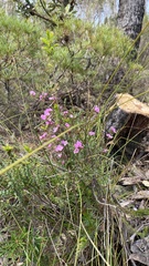 Boronia microphylla