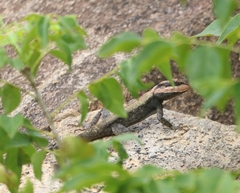 Psammophilus dorsalis