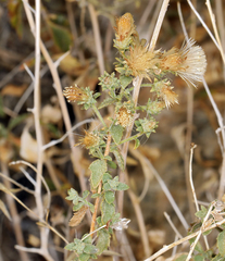 Brickellia microphylla