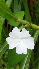 Thunbergia fragrans