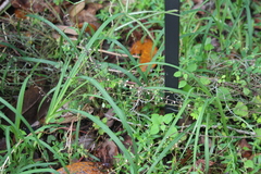 Scutellaria integrifolia