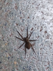 Lycosinae
