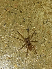 Lycosinae