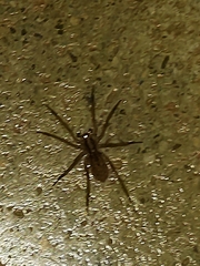 Lycosinae