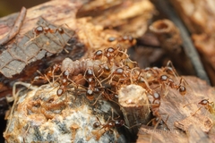 Carebara
