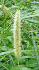 Cenchrus purpureus