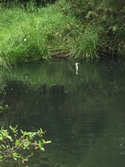 Microcarbo melanoleucos brevirostris