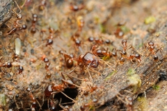 Carebara