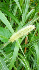 Cenchrus purpureus