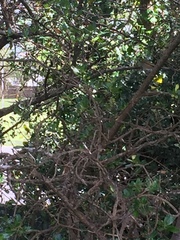 Zosterops lateralis lateralis