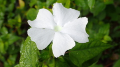 Thunbergia fragrans
