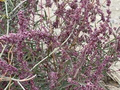 Amaranthus fimbriatus