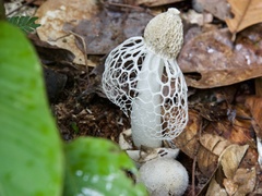 Phallus indusiatus