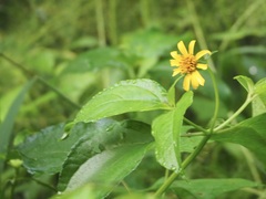 Tilesia baccata
