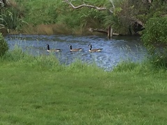 Branta canadensis maxima