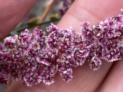 Amaranthus fimbriatus
