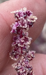 Amaranthus fimbriatus