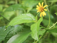 Tilesia baccata