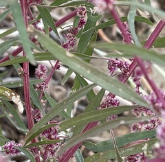 Amaranthus fimbriatus