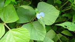 Commelina erecta