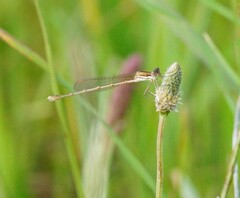 Austrolestes analis