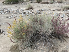 Amaranthus fimbriatus