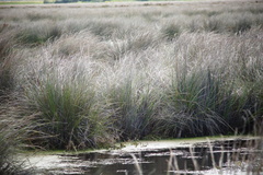 Juncus kraussii
