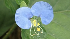 Commelina erecta