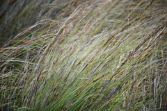 Juncus kraussii