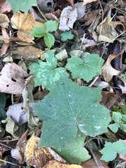 Hydrophyllum appendiculatum