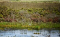 Tecticornia arbuscula