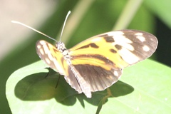 Heliconius