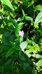 Strobilanthes